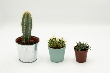 Cacti isolated on white background