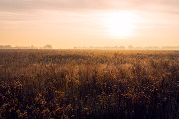 Fototapeta premium Overgrown meadow in the rays of the rising sun. A beautiful misty morning