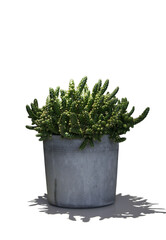 Cactus in grey pot - No background