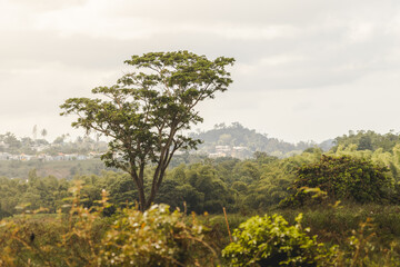Milicia excelsa landscape isolated large tree on cloudy day with sun light from puerto rico