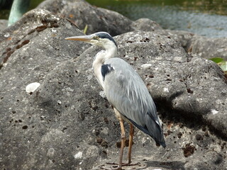 KODAK DIGITAL STILL CAMERA