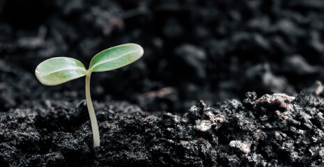 Green young plant sprout growing in the ground, close up