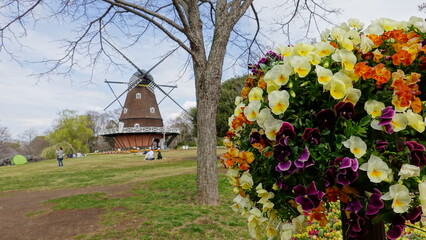 千葉県　船橋アンデルセン公園の花と風車　7491