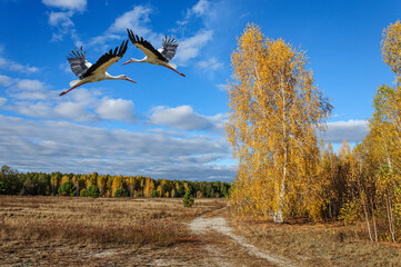 A pair of black and white storks circle in the blue sky above golden autumn birches. Ukraine