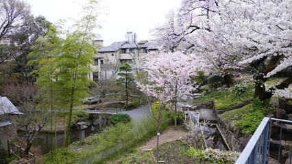 Fototapeta na wymiar 練馬区向山庭園の桜と菜の花　7815