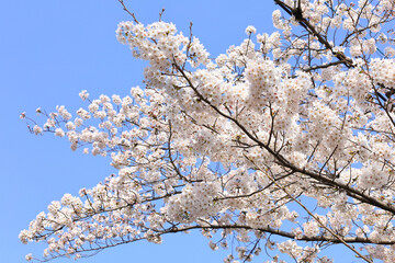 京都・哲学の道の桜