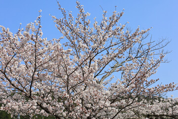 京都・哲学の道の桜
