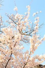 京都・哲学の道の桜