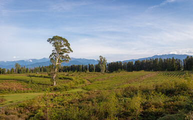 Fresh green plateau in front of hill under sky.