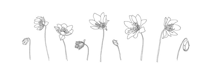 Set of flower outlines. Hand drawn plant collection. Black floral vector sketch on white background. Decorative wildflower.