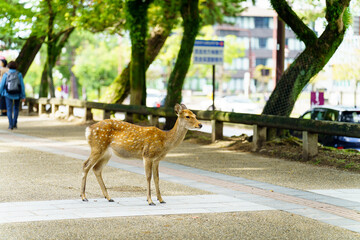 【奈良県】奈良公園の鹿