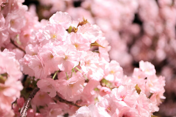 大阪造幣局の八重桜