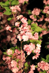 大阪造幣局の八重桜