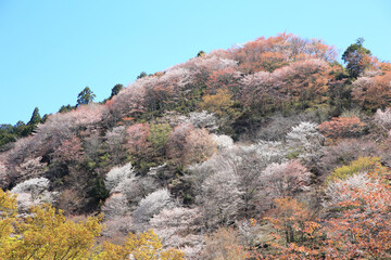 吉野山の桜