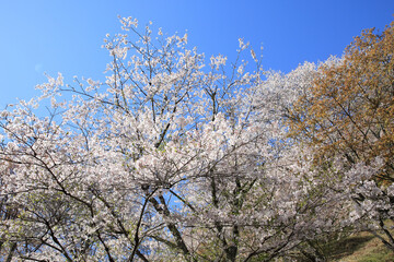 吉野山の桜