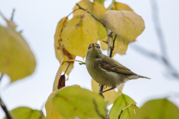 センダイムシクイが枝にとまる