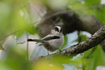 Fototapeta premium かわいいエナガ