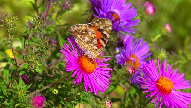 Butterfly painted lady (Vanessa cardui) collects nectar from autumn flowers Aster in the garden