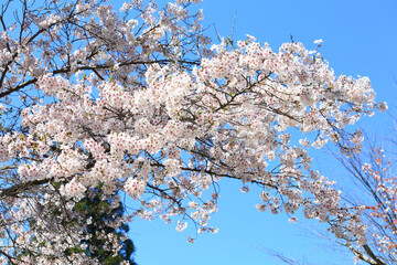 吉野山の桜