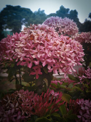 Beautiful flower  © 20UBU545