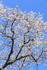 吉野山の桜