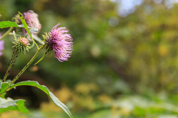 白山　オニアザミ