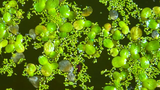 Spotless watermeal, rootless duckweed (Wolffia arrhiza) and duckweed (Lemna turionifera) in a stagnant freshwater pond