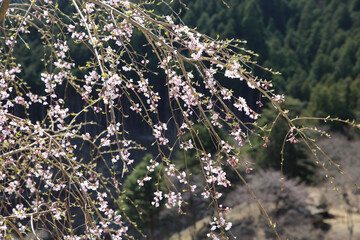 吉野山の登山道