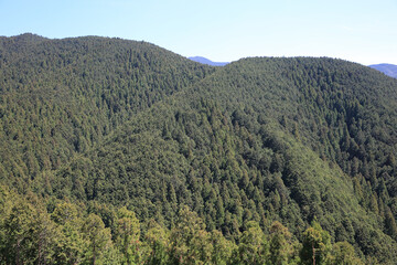 吉野山の登山道