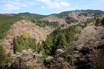 奈良県・吉野山の桜