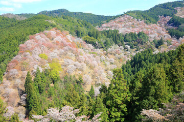 奈良県・吉野山の桜