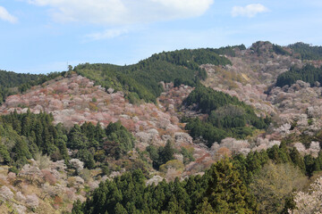 Fototapeta premium 奈良県・吉野山の桜