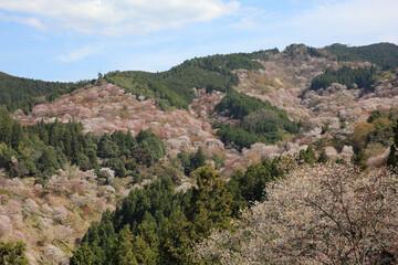 Fototapeta na wymiar 奈良県・吉野山の桜