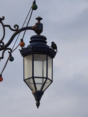 Fototapeta na wymiar Street lamp hanging with a bird