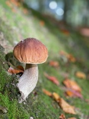 mushrooms in the forest