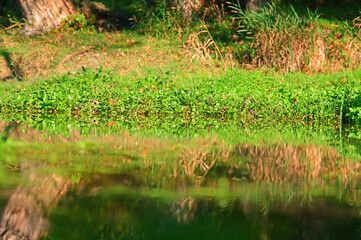 Natural landscape on the Rhine
