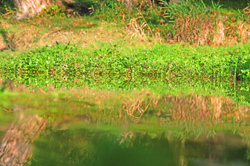 Natural landscape on the Rhine