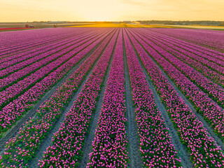 Field of pink tulips in the north of Holland.