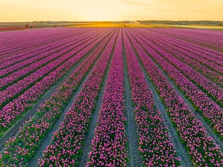 Zelfklevend Fotobehang Field of pink tulips in the north of Holland. © Alex de Haas