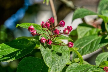 red and yellow flowers