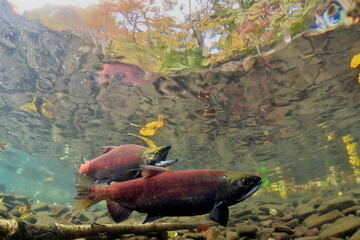 Fototapeta premium Lake Kussharo, Hokkaido Underwater photography of kokanee salmon in autumn