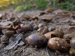 A group of beautiful acorns, fallen on the ground in the forest.
