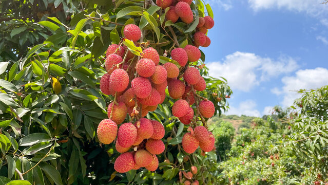 Lychee fruit on the tree for picking. 