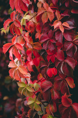 Close up image of autumn red colored foliage with blurred background and selective focus