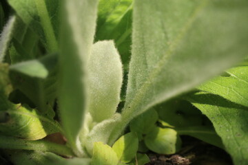 Dziewanna Verbascum roślina lecznicza ziołowa