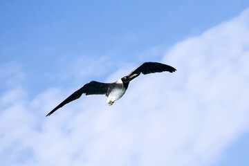 Large white seagull flies in blue sky with clouds, freedom in wild. Copy space. Selective focus.