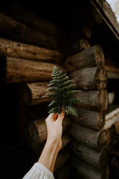 fern leaves in hand with wood house in the background