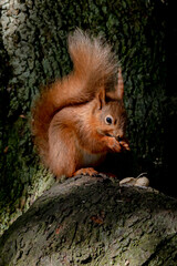 Naklejka na ściany i meble Red squirrel, sciurus vulgaris, eating peanuts, Isle of Wight, Hampshire