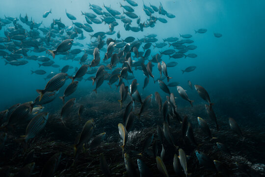 Shoal of fish underwater mediteranean sea 01
