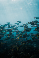Fototapeta na wymiar Shoal of fish underwater mediteranean sea 02